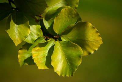 Fagus sylvatica 'Zlatia' - buk lesní (21) - list